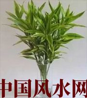 湘潭十二生肖养什么植物最旺财运？你知道吗！